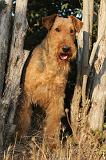 AIREDALE TERRIER 043